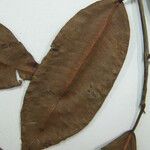 Ficus duartei Diğer