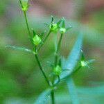 Houstonia longifolia Habitus