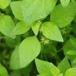 Parietaria debilis Yaprak