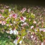 Prunus incisa Flower