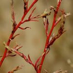 Corispermum tylocarpum Other