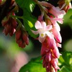Ribes sanguineum Flor