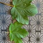 Acer pseudoplatanusLeaf