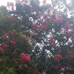 Lagerstroemia indicaFlower