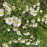 Erigeron strigosusFlor