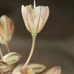 Allium pallens Fruit