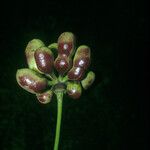 Cymbopetalum brasiliense Fruit