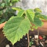 Handroanthus chrysotrichus Leaf