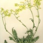 Biscutella intricata Flower