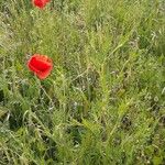 Papaver setiferum Habit