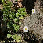 Bellis rotundifolia Habit