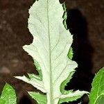 Cirsium altissimum Leaf