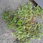 Portulaca oleracea Агульны выгляд