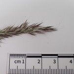 Calamagrostis scabrescens Іншае