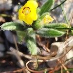 Arnebia decumbens Blad