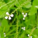 Verbena officinalisBlüte