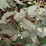 Diospyros onanae List