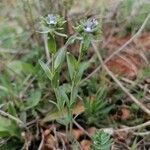 Linaria micrantha Λουλούδι