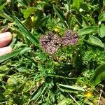 Mutellina adonidifolia 花