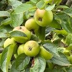 Malus domestica ᱡᱚ