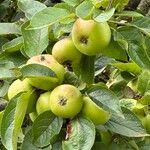 Malus domestica Fruit