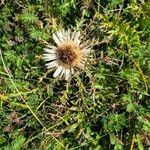 Carlina acaulisBlüte