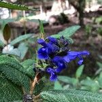 Salvia corrugata Flor