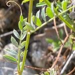 Vicia pannonica 葉