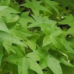 Liquidambar styraciflua List