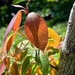 Cinnamomum camphora Лист