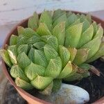 Haworthia cymbiformis Liść