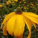 Rudbeckia nitida Flor