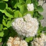 Spiraea betulifolia Lorea