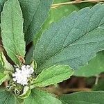 Croton glandulosus Folha