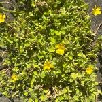 Oxalis exilis Flor