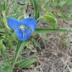 Commelina coelestis عادت داشتن