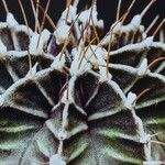 Gymnocalycium stenopleurum List