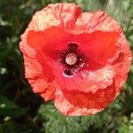 Papaver setiferumFlower