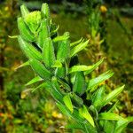 Oenothera biennis 果實