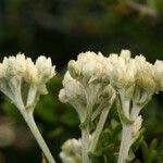 Pseudognaphalium biolettii Flor