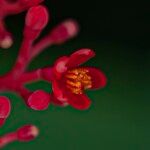 Jatropha podagrica Flower