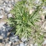 Ambrosia artemisiifolia Hostoa
