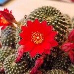 Rebutia minuscula Квітка