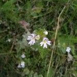 Euphrasia officinalis 花