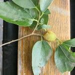 Celtis bungeana Leaf