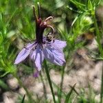 Nigella hispanica Virág