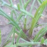 Senecio glaucus Bark