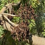 Cussonia spicata Fruit