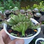 Euphorbia lactea Blatt