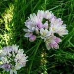 Allium roseum 花